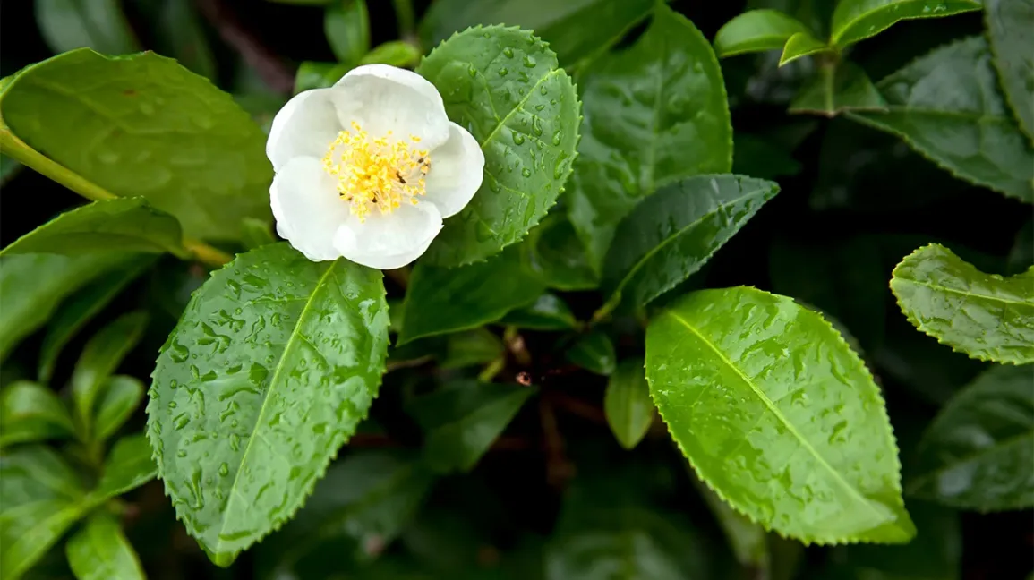 Green tea leaves, the EGCG antioxidant source in EchoSoothe drops