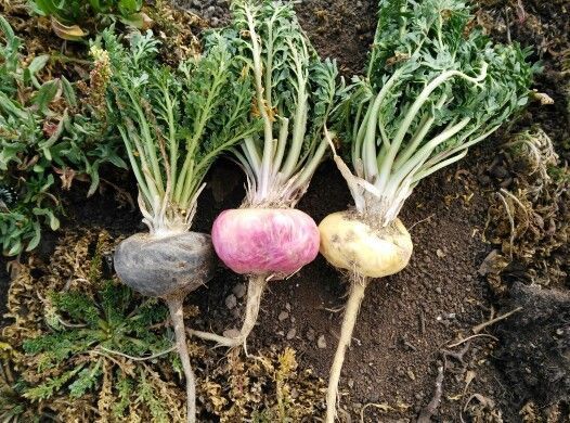 Maca root, the hormonal-balance adaptogen in the EchoSoothe formula