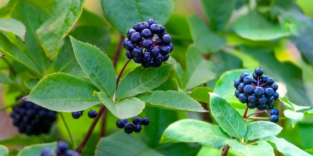 Eleutherococcus, Siberian ginseng, the adaptogen in EchoSoothe